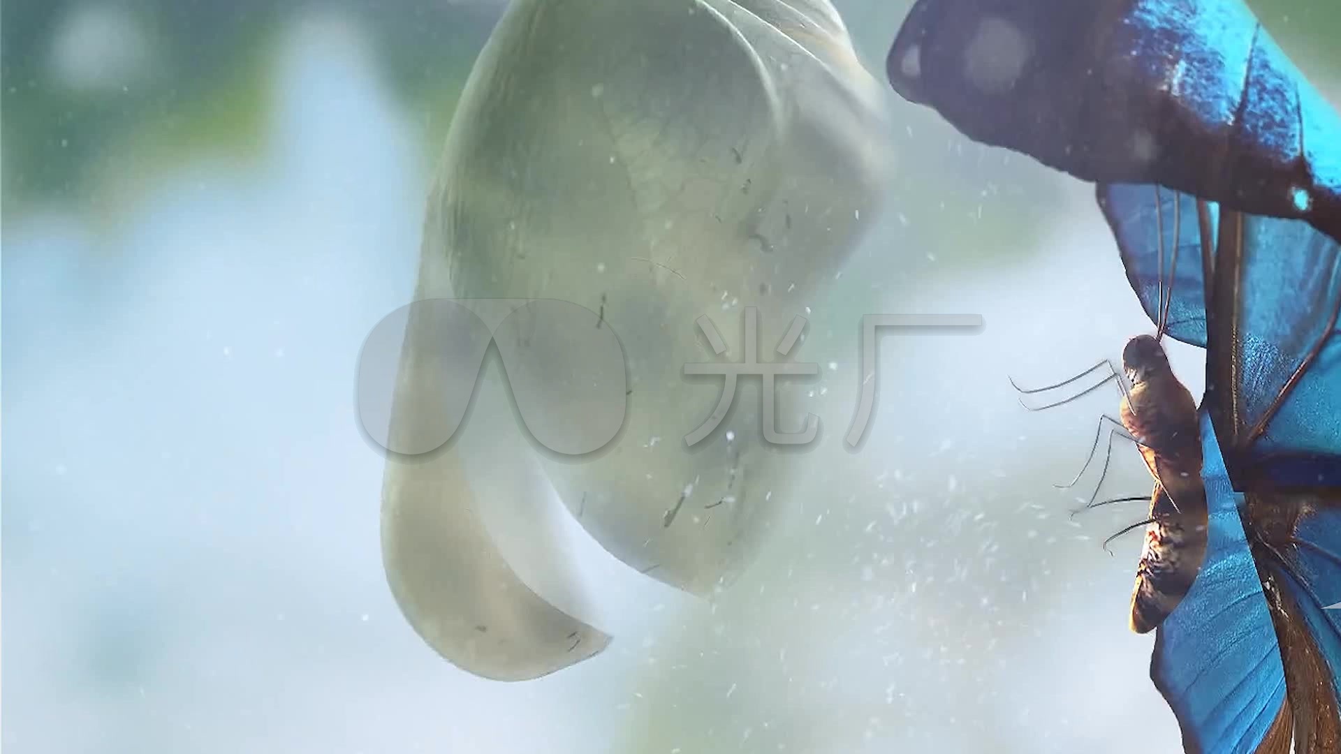 超唯美三维化茧成蝶