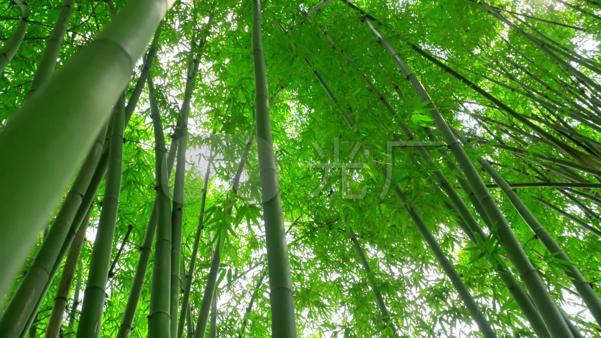 竹慈竹竹林乡村竹林航拍竹子特写