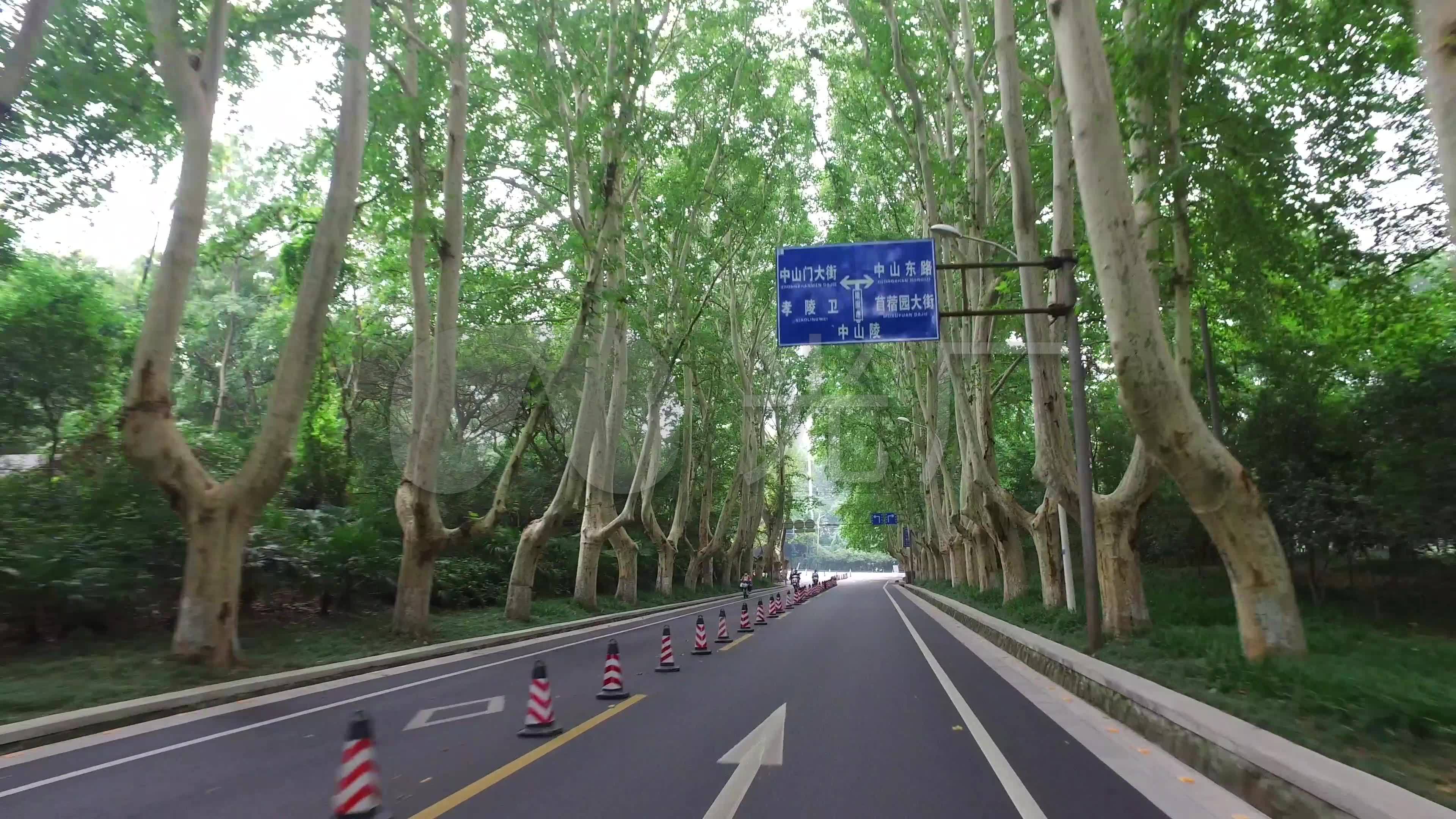 南京中山陵梧桐树校园片头阳光城市