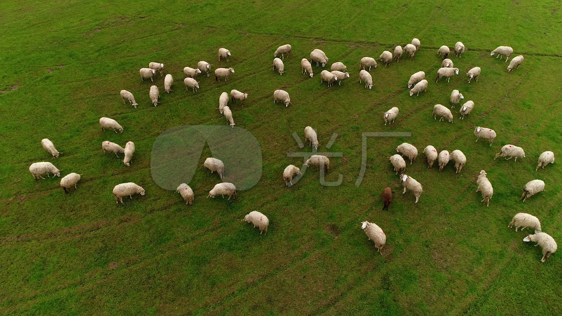 航拍新西兰羊养殖畜牧业_1920x1080_高清视频素材下载