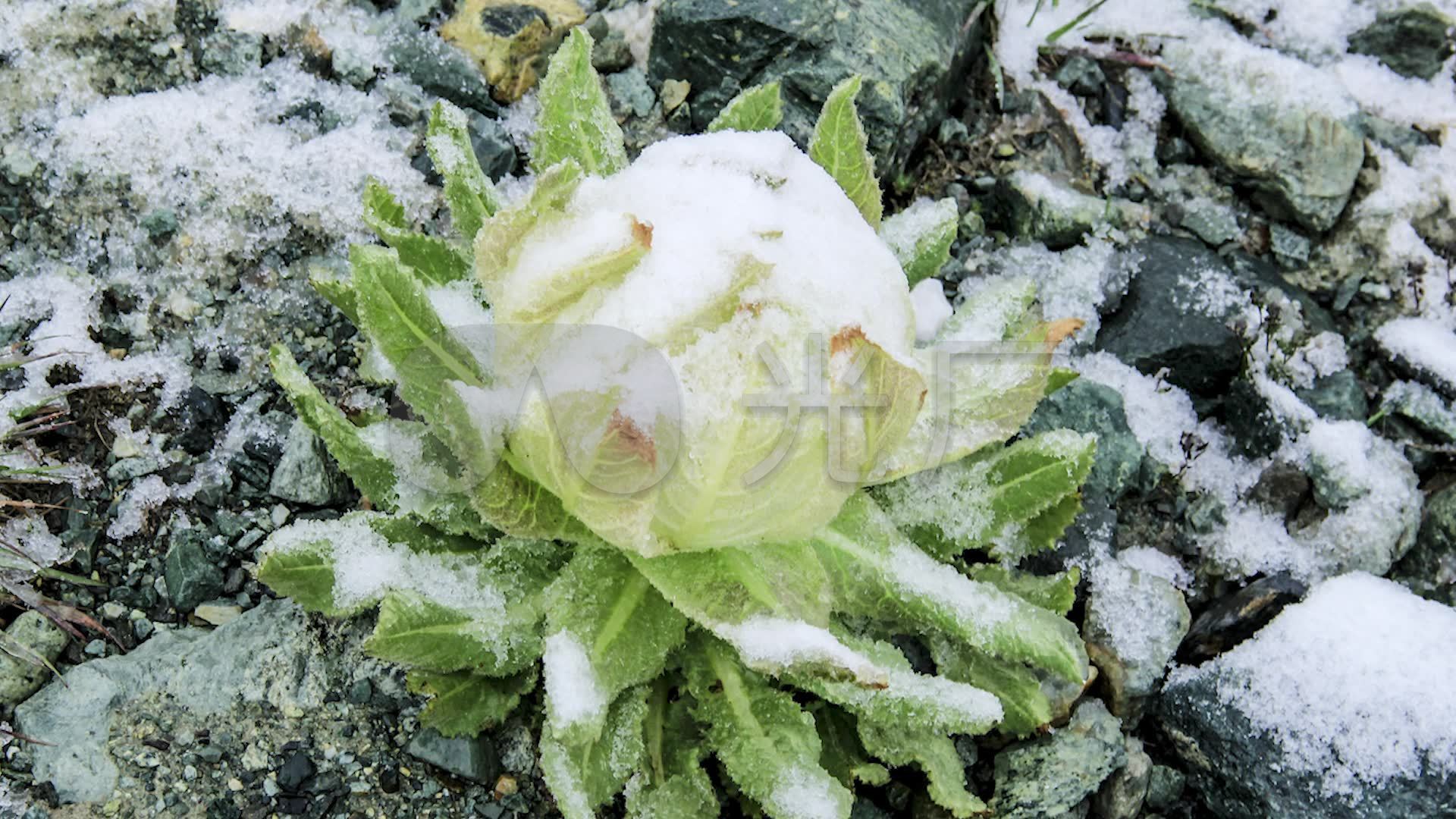 雪莲花_1920x1080_高清视频素材下载(编号:2953752)_实拍视频_光厂(vj