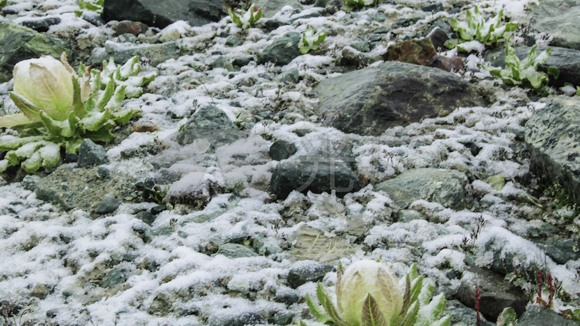 雪莲花_1920x1080_高清视频素材下载(编号:2953752)_实拍视频_vj师网