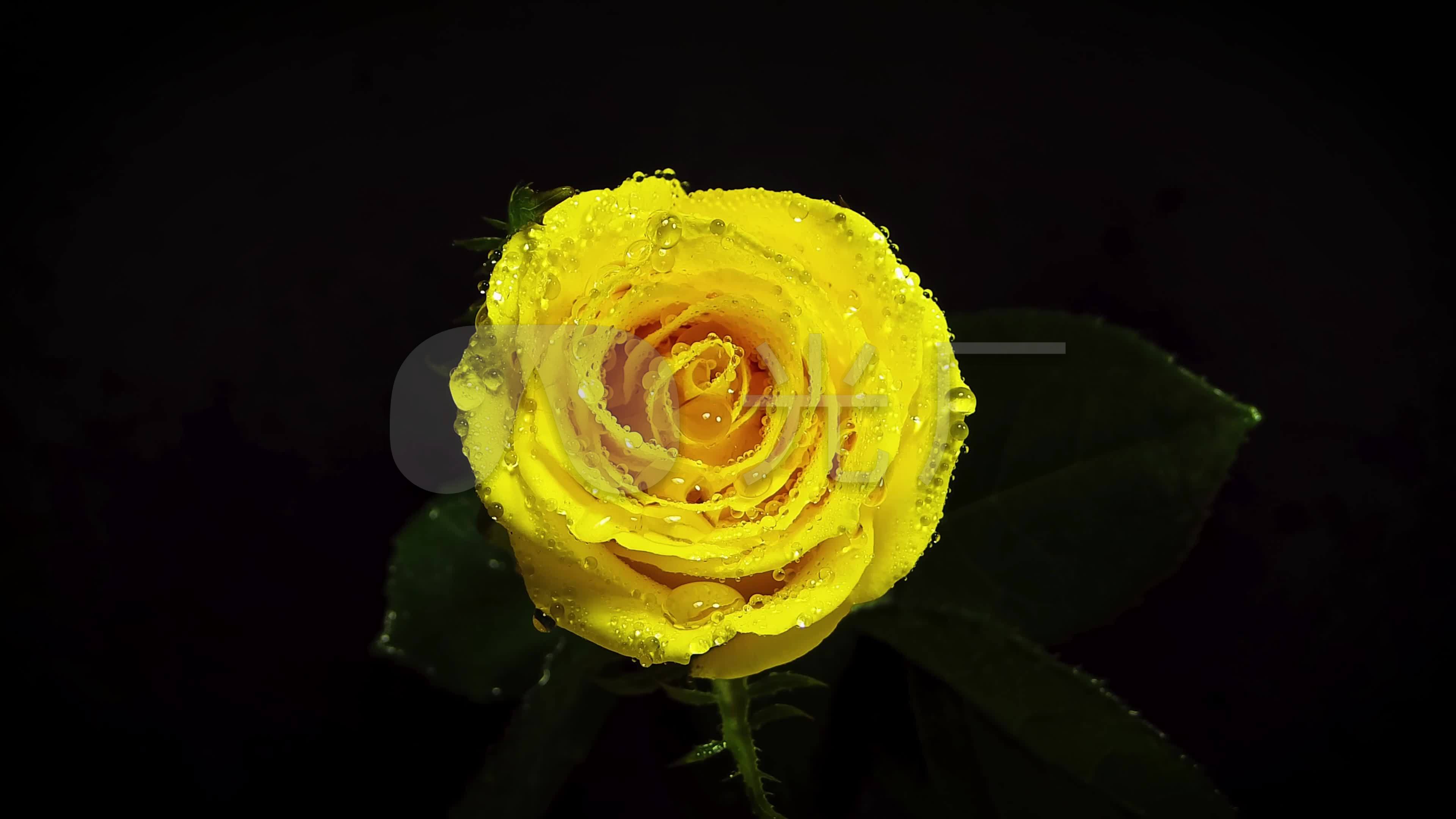 实拍黄玫瑰玫瑰花鲜花