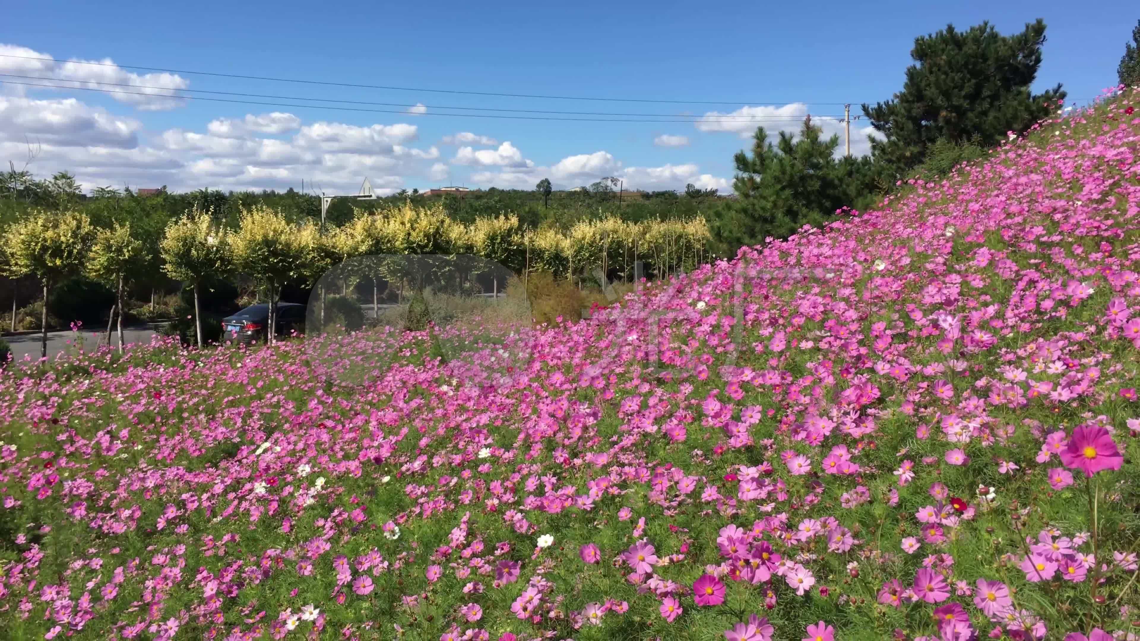 美丽乡村山坡开满鲜花