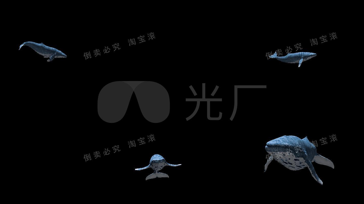 鲸鱼4k(01)-alpha通道