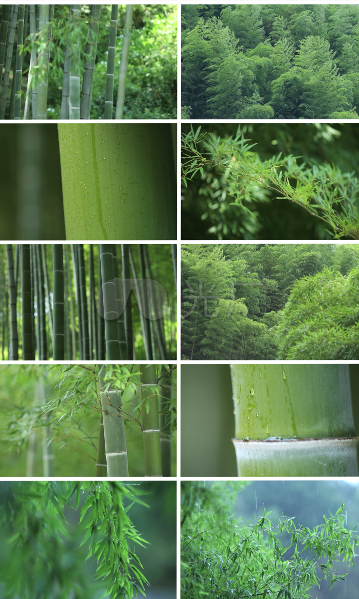 唯美风景 雨中竹林