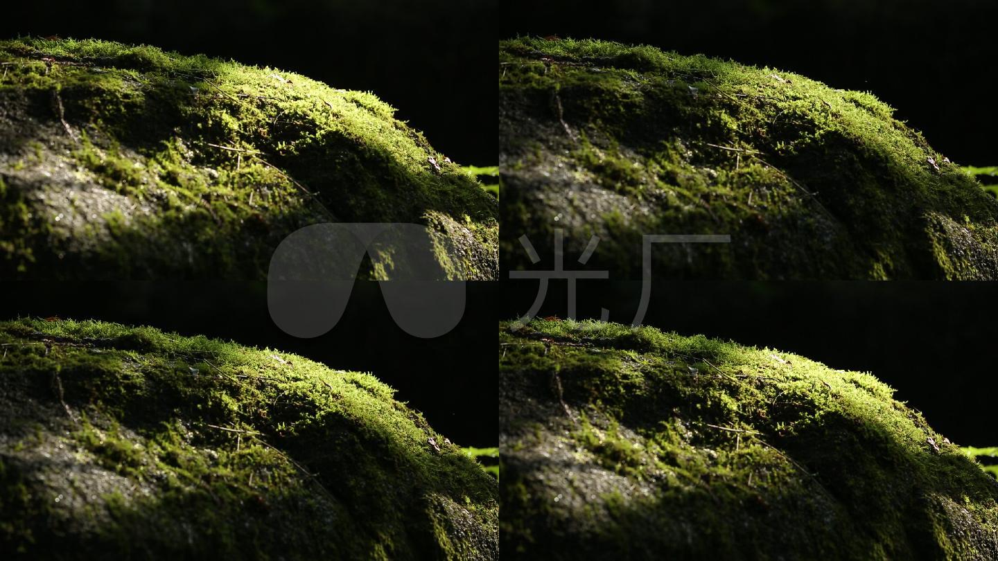青苔_1920x1080_高清视频素材下载(编号:2967142)__vj