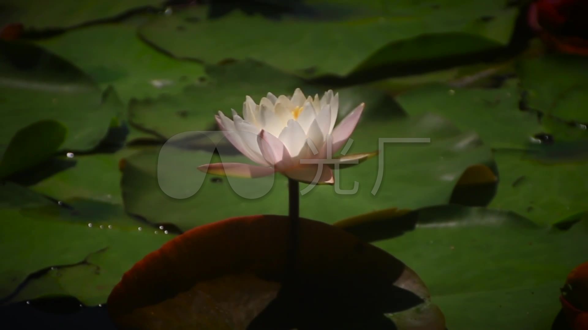 唯美寺庙古建筑园林荷花宁静安祥禅修禅意_1920x1080_高清视频素材