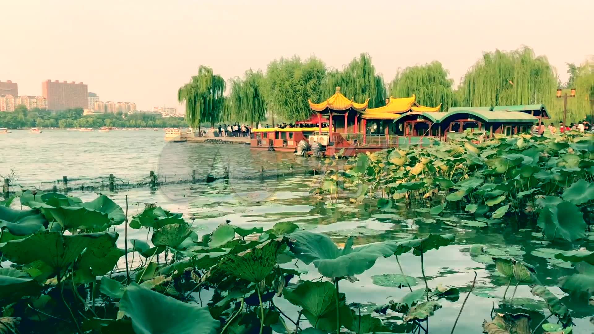 济南风光济南大明湖大明湖荷花柳条_1920x1080_高清