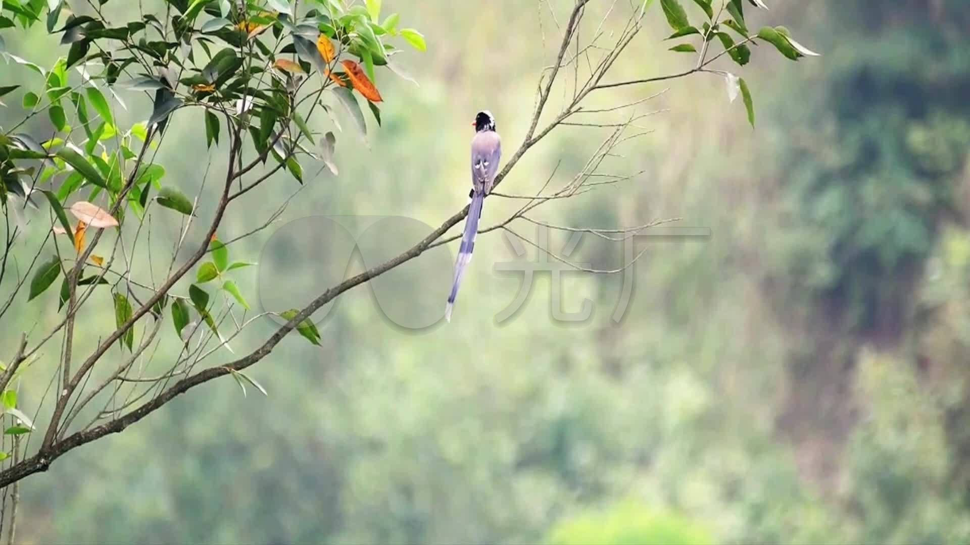 桉树上的红嘴蓝鹊_1920x1080_高清视频素材下载(编号