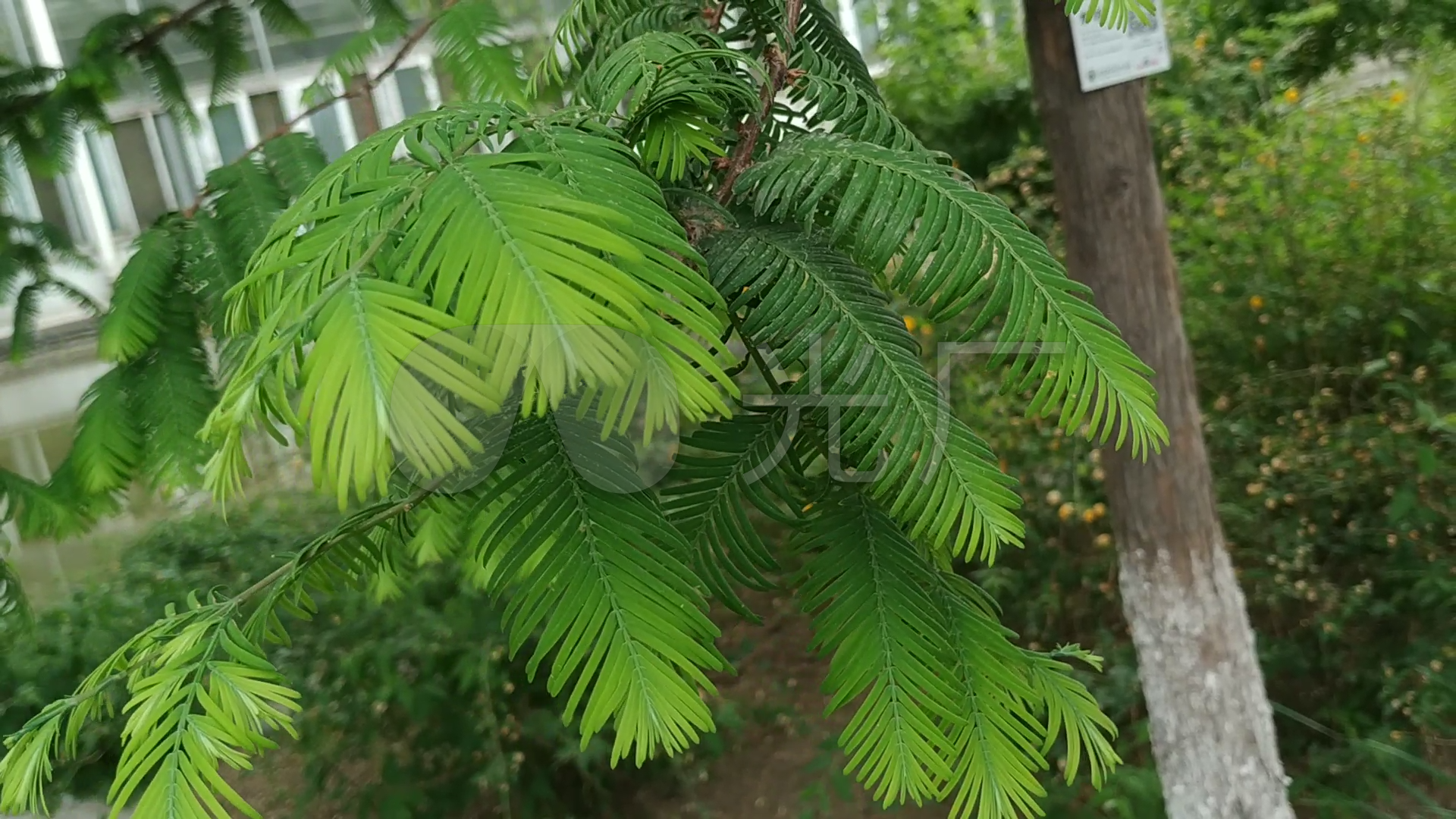 水杉活化石树木叶子实拍视频
