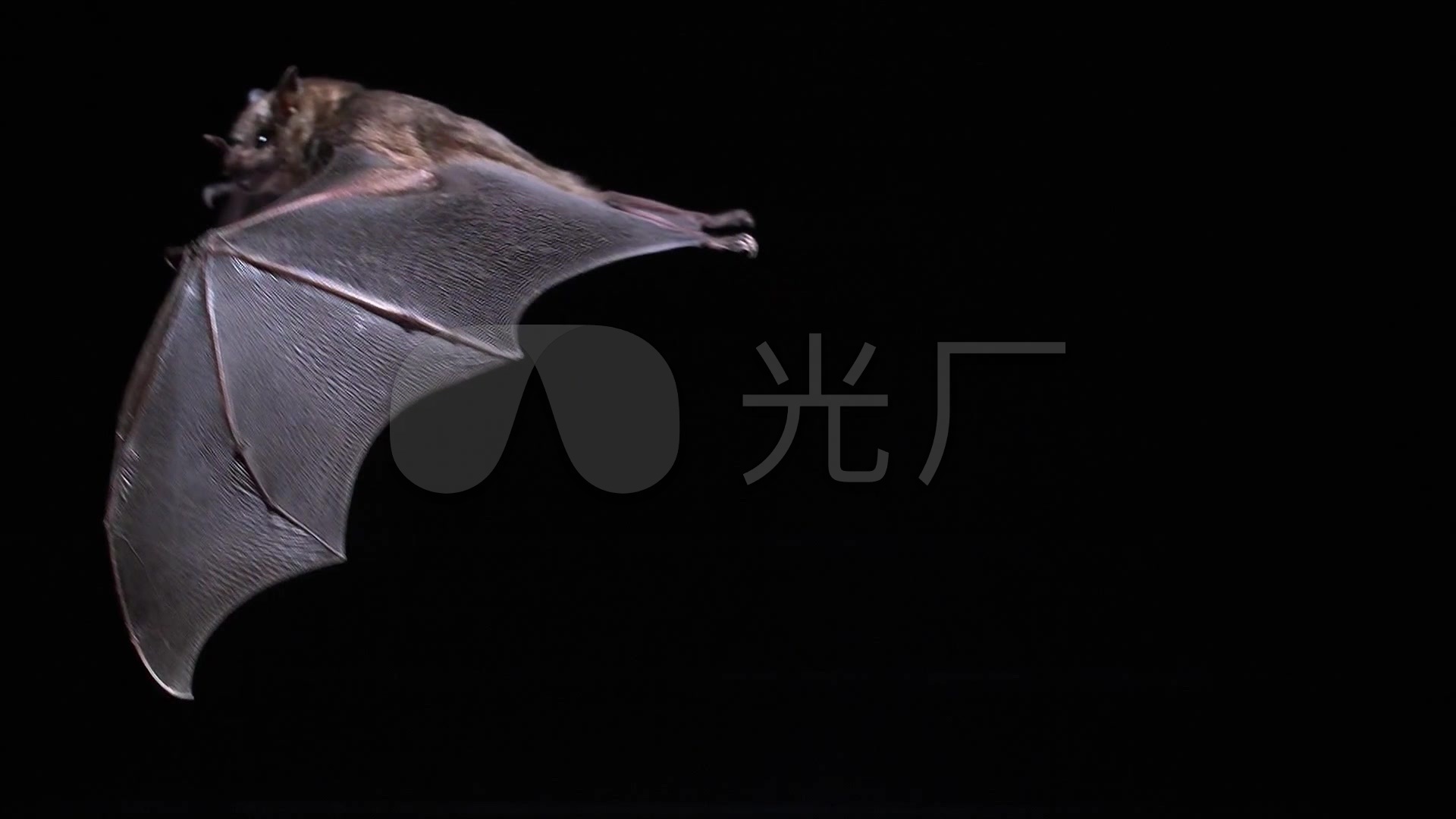 Ⱥ,ͷд_01080_(:)