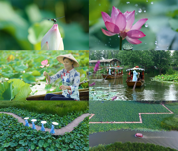 荷花荷园采荷赏荷蜻蜓游人