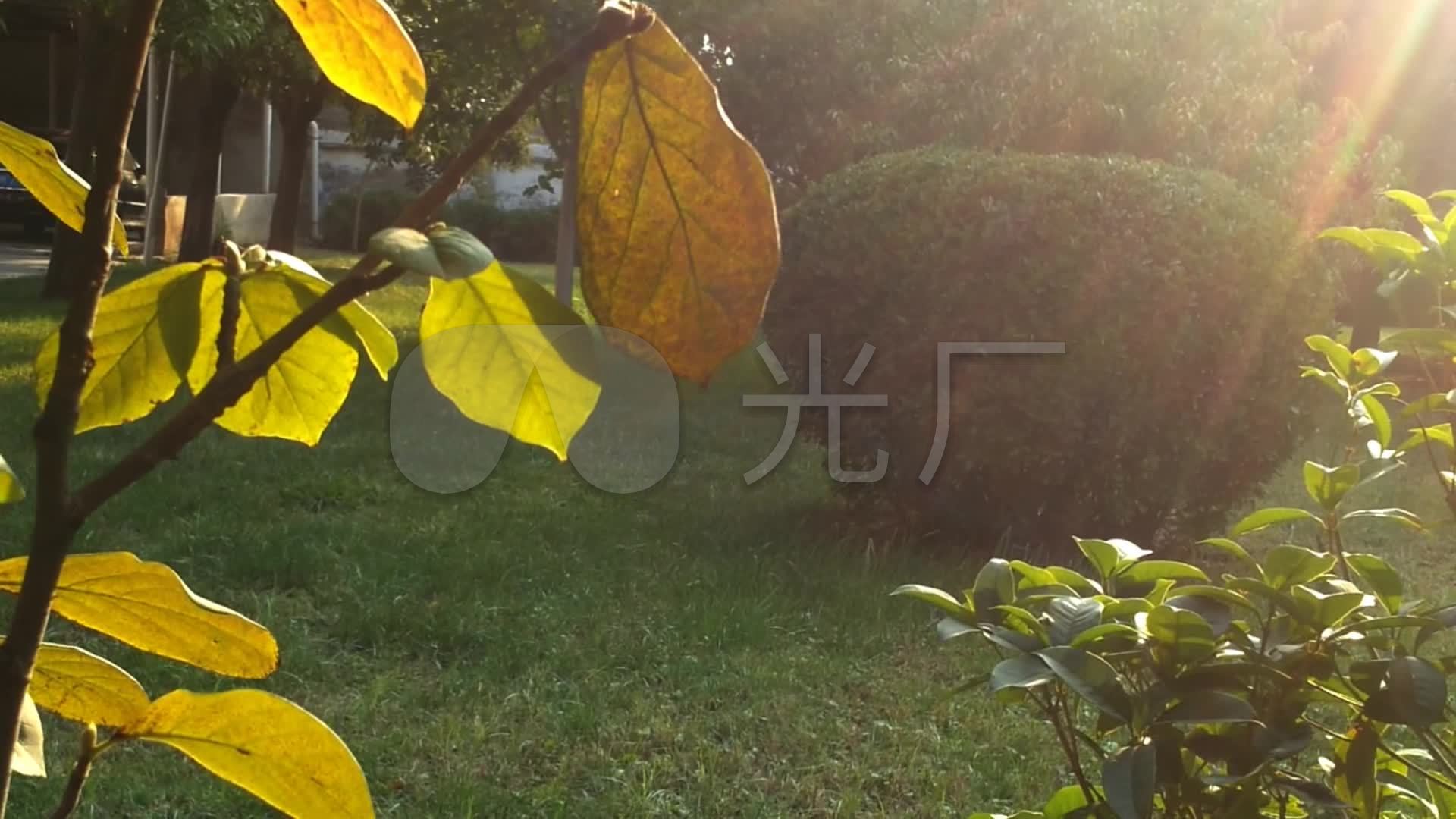 原创实拍 树上树叶小景素材