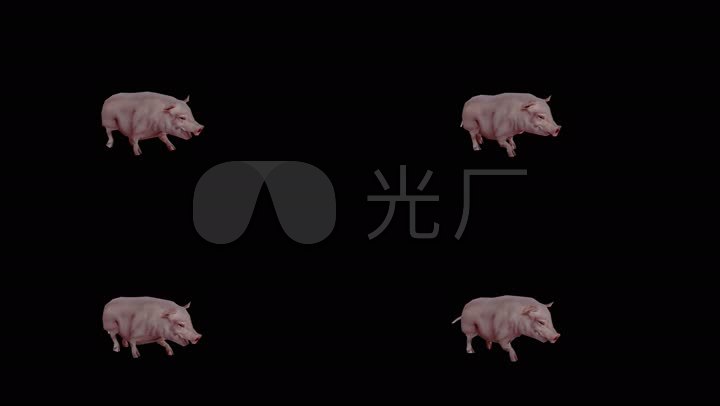 猪走路