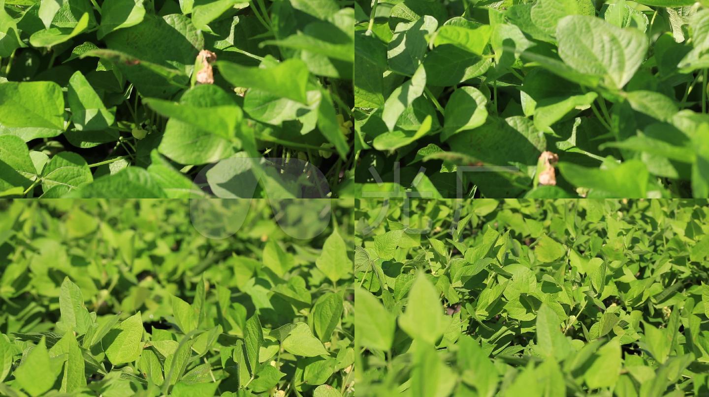 红小豆林甸红小豆高清红小豆特写红小豆苗【声明】vj师网所有原创