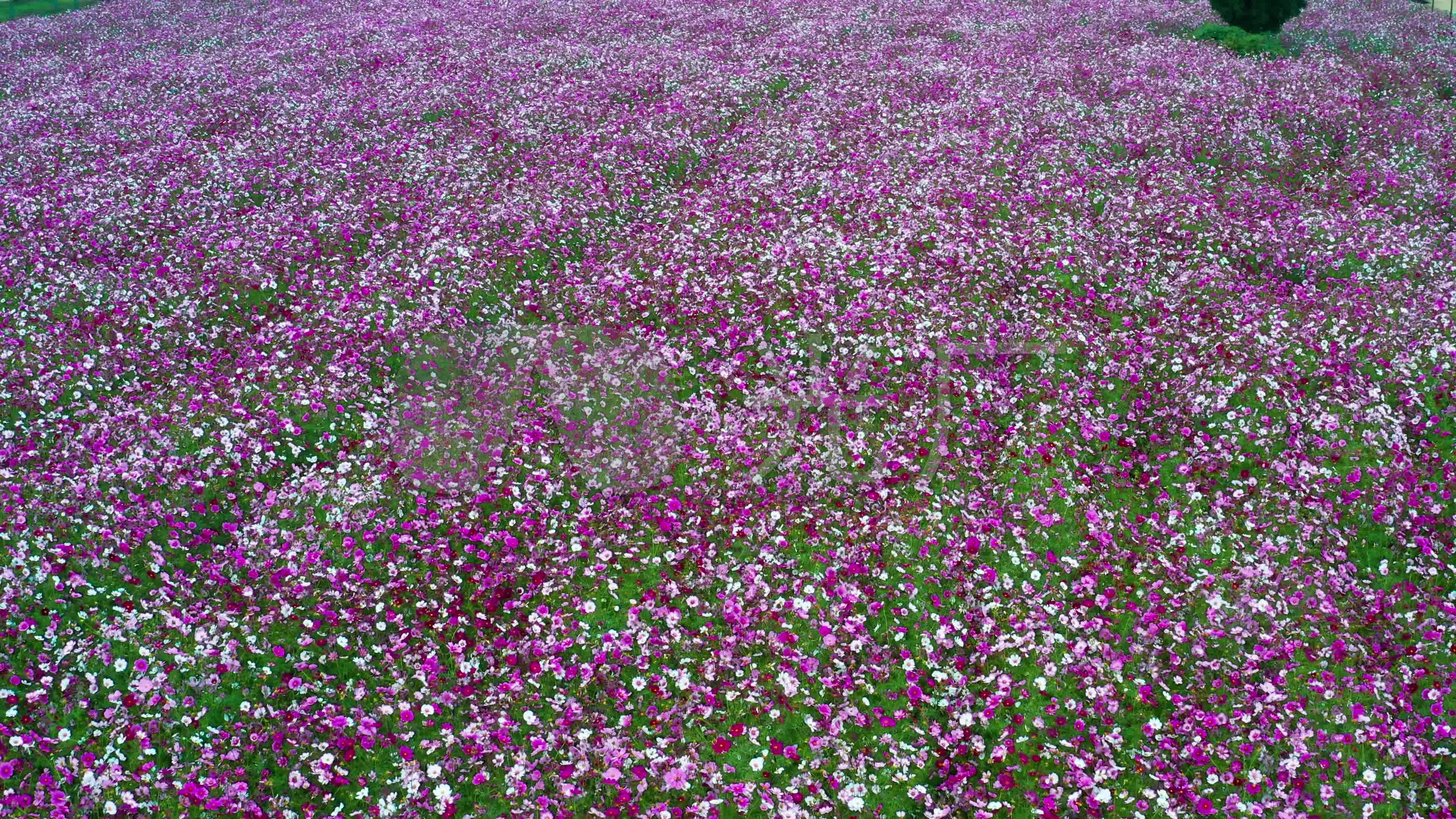 4k薰衣草园苗圃花海视频素材_3840x2160_高清视频素材