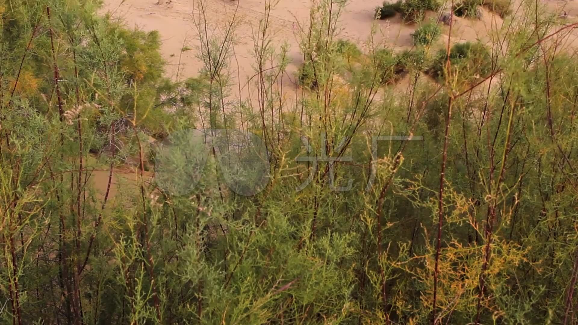 塔克拉玛干沙漠公路人工种植柽柳_1920x1080_高清视频素材下载(编号