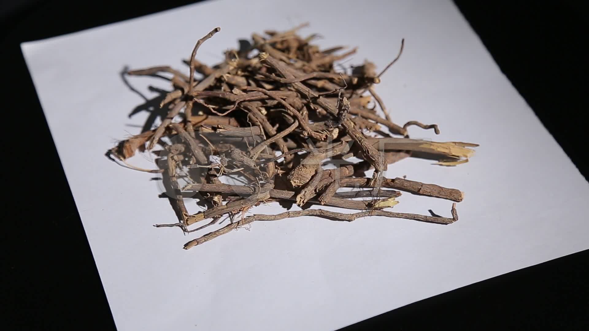 草药白头公