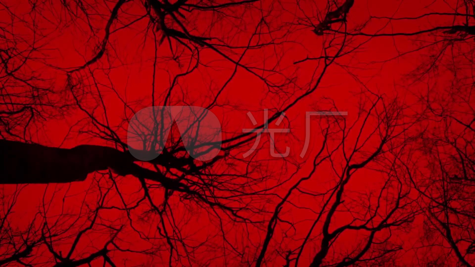 恐怖红色树林_1920x1080_高清视频素材下载(编号:)