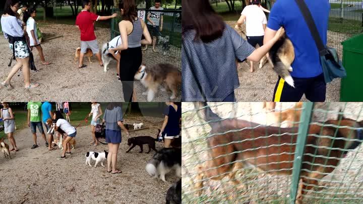 公园遛狗