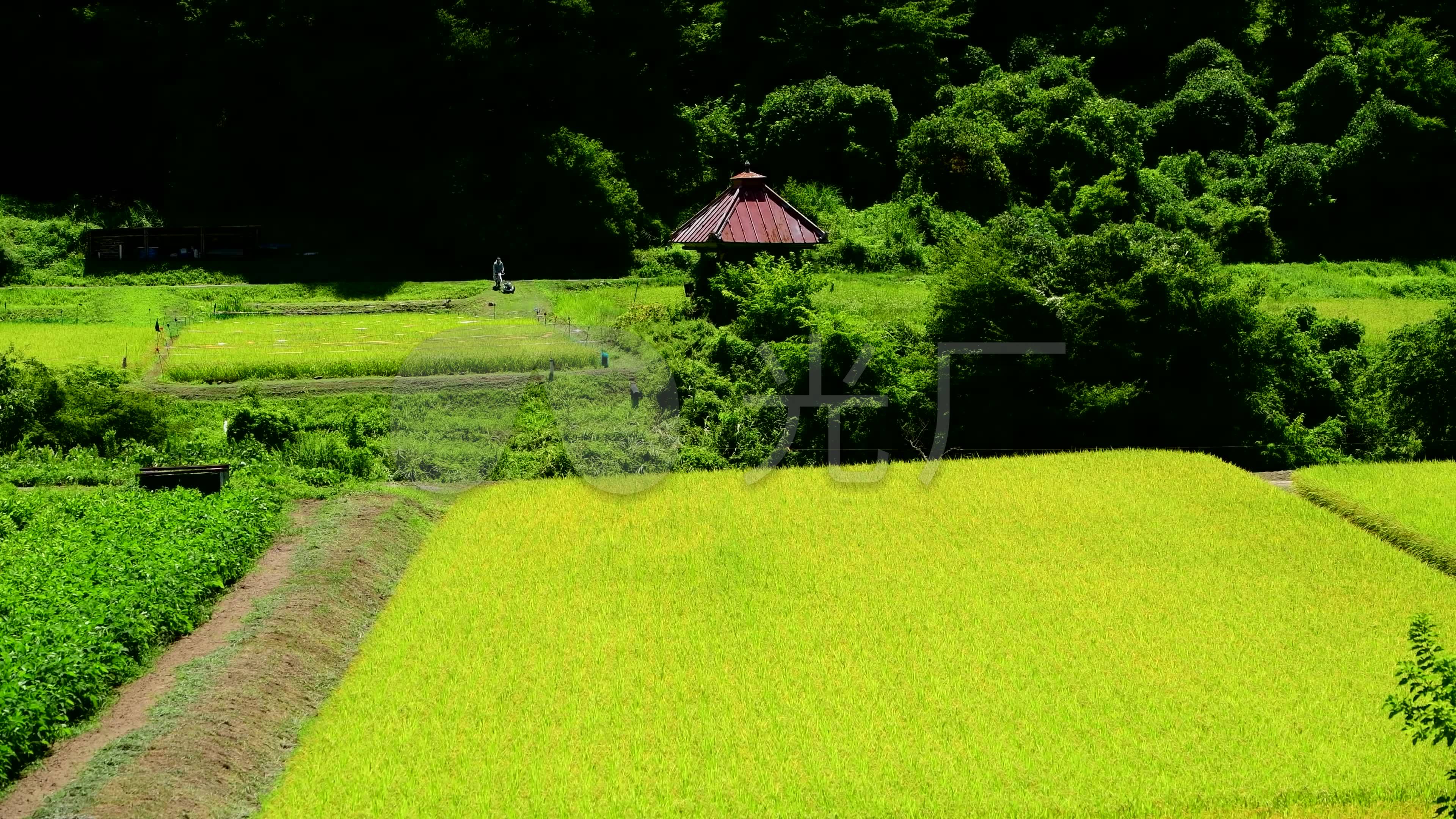 乡村小镇江南水乡唯美农田4k