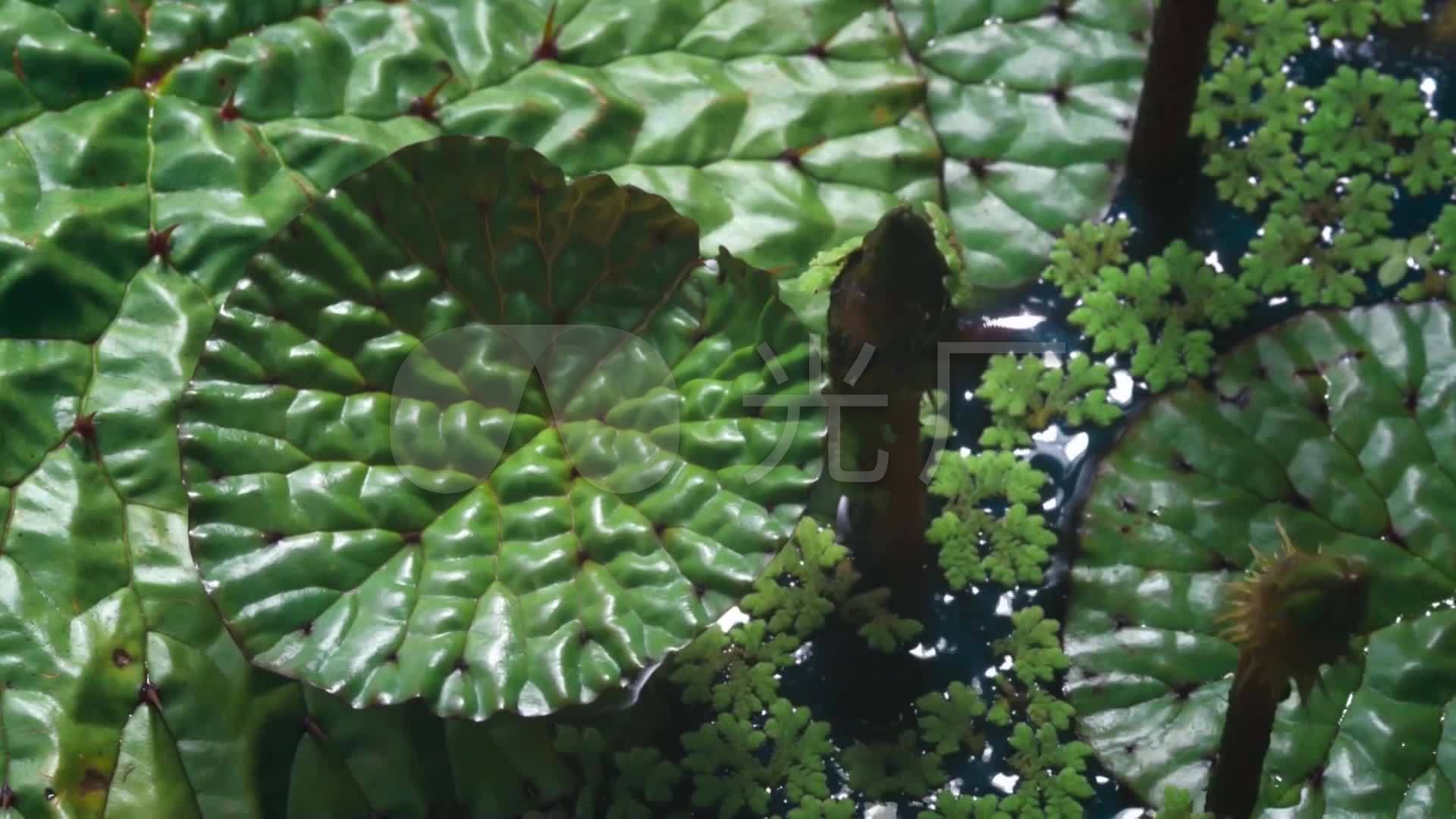 芡实_鸡头苞_鸡头实_鸡头莲_刺莲_1920x1080_高清视频