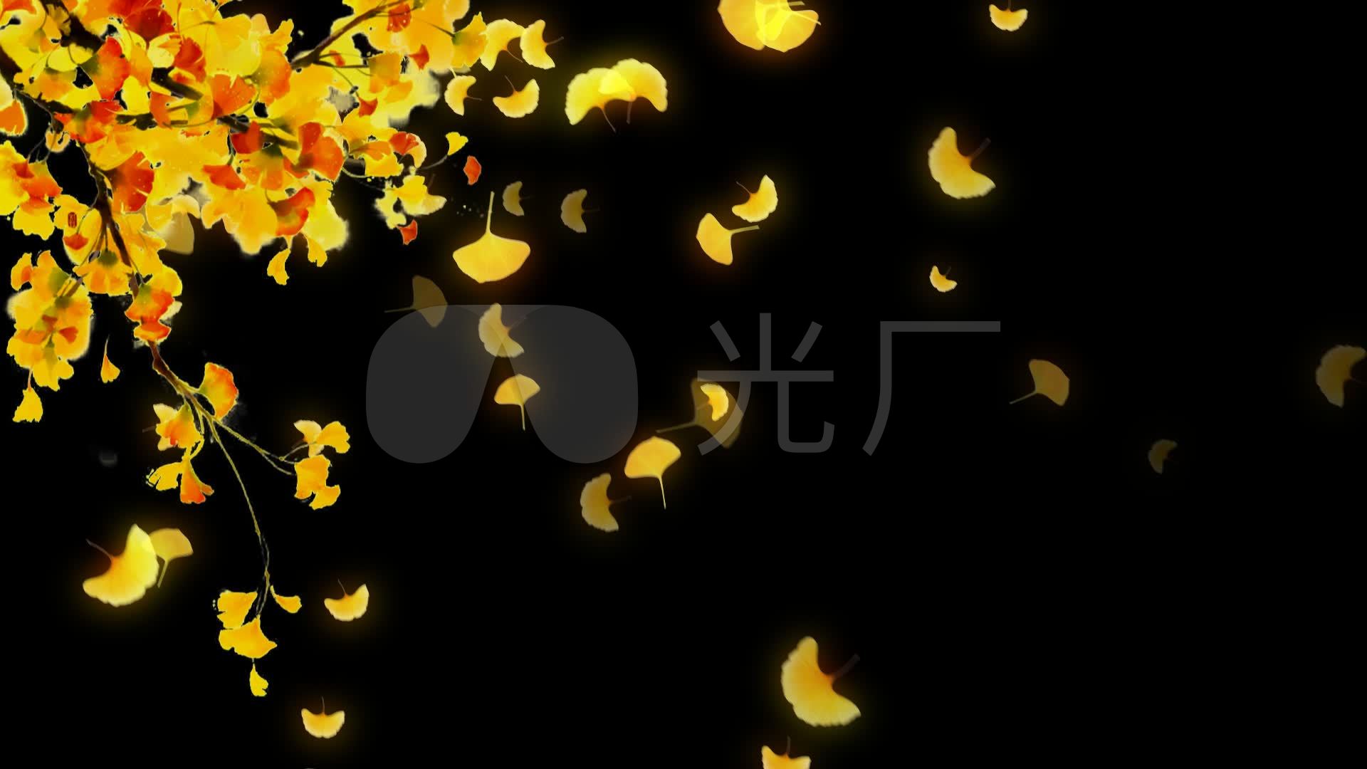 银杏叶飘落a2-带透明通道_1920x1080_高清视频素材(:)