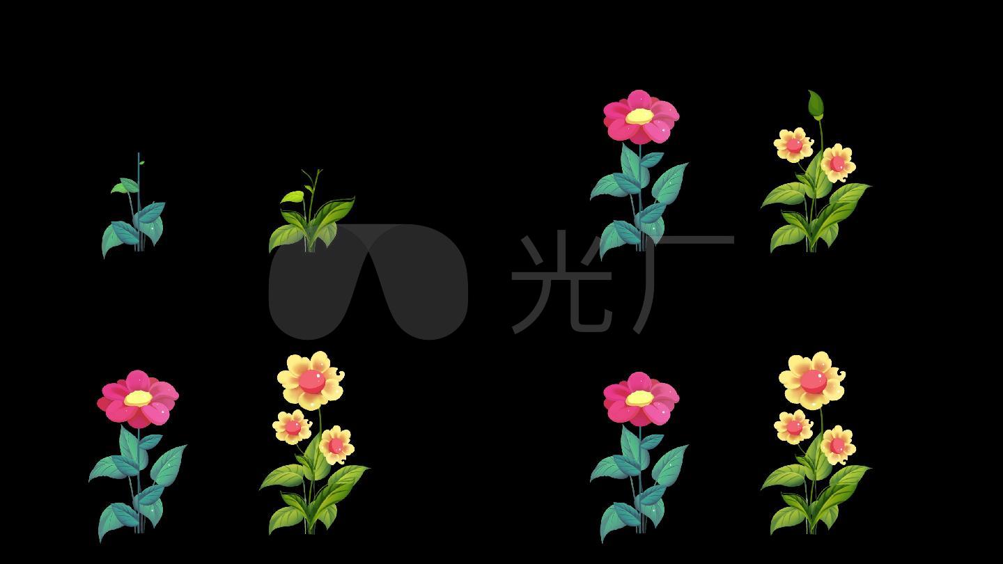 花植物生长动画开花带通道视频素材