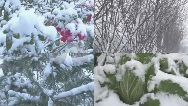 冰天雪地植物积雪覆盖