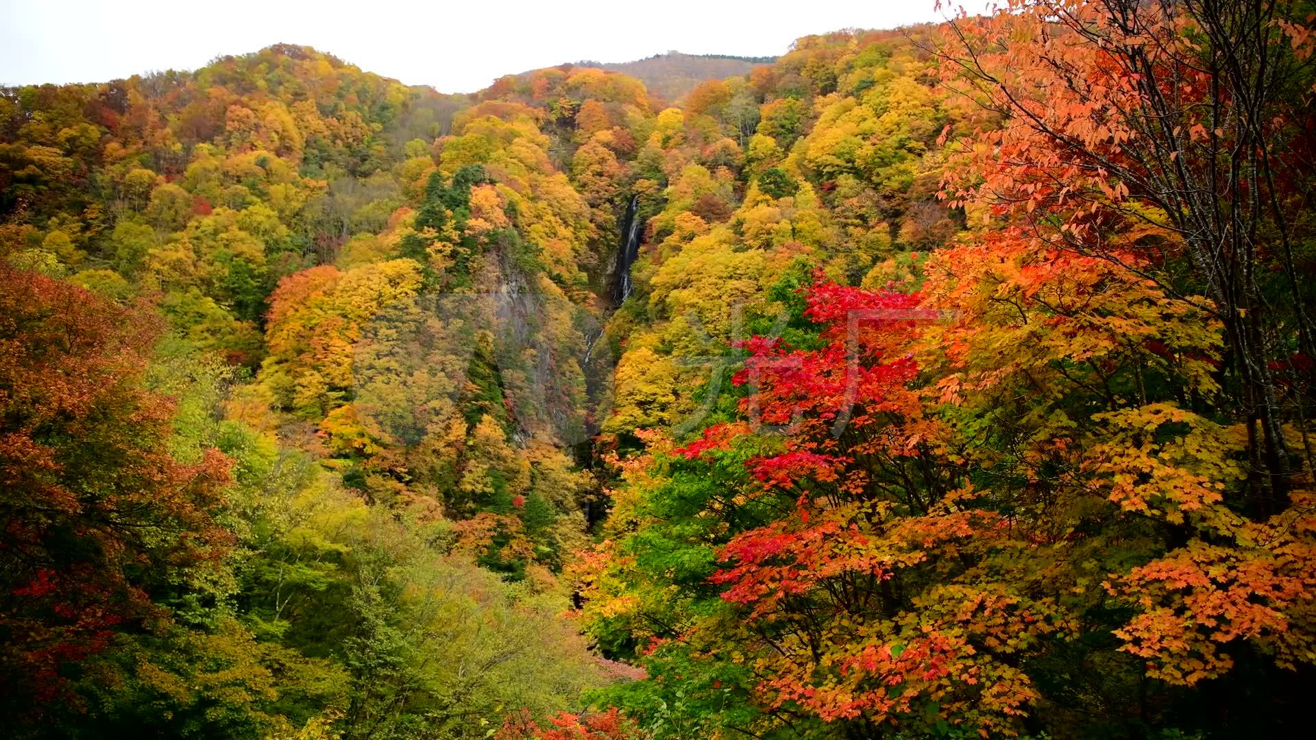 红叶枫叶秋天大山森林-高山流水山泉水