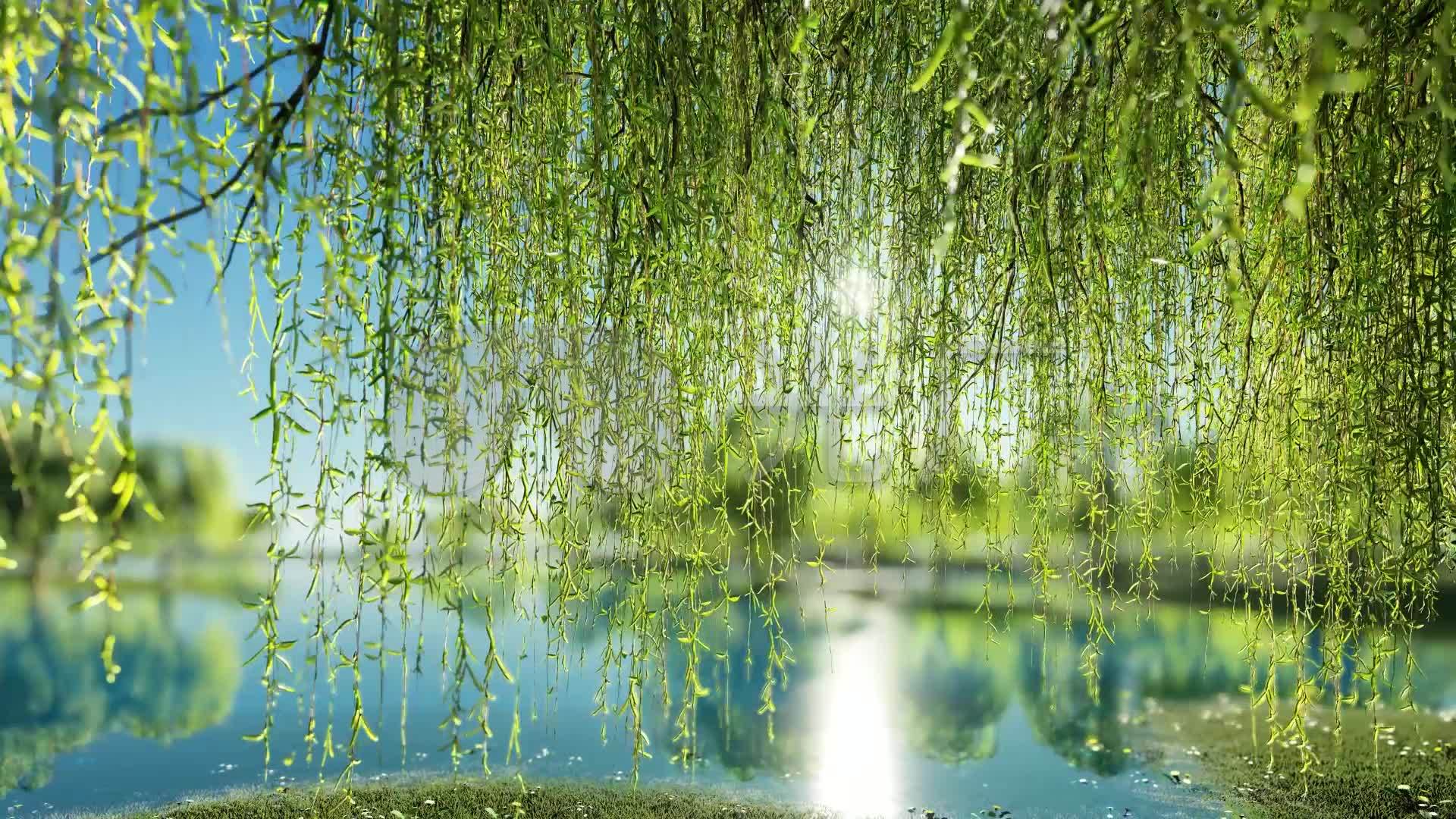 湖边柳条_1920x1080_高清视频素材下载(编号:3035220)