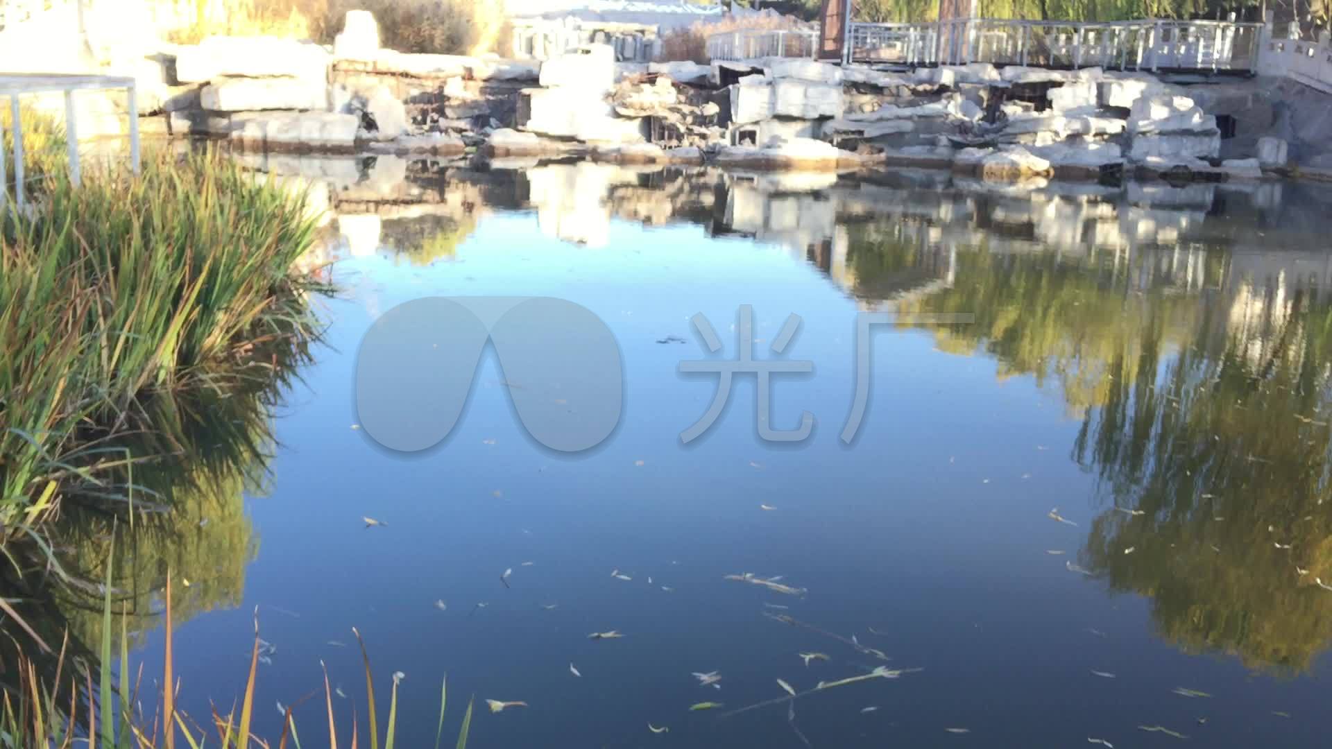 实拍池塘水面水草落叶高清背_01080_高清素材