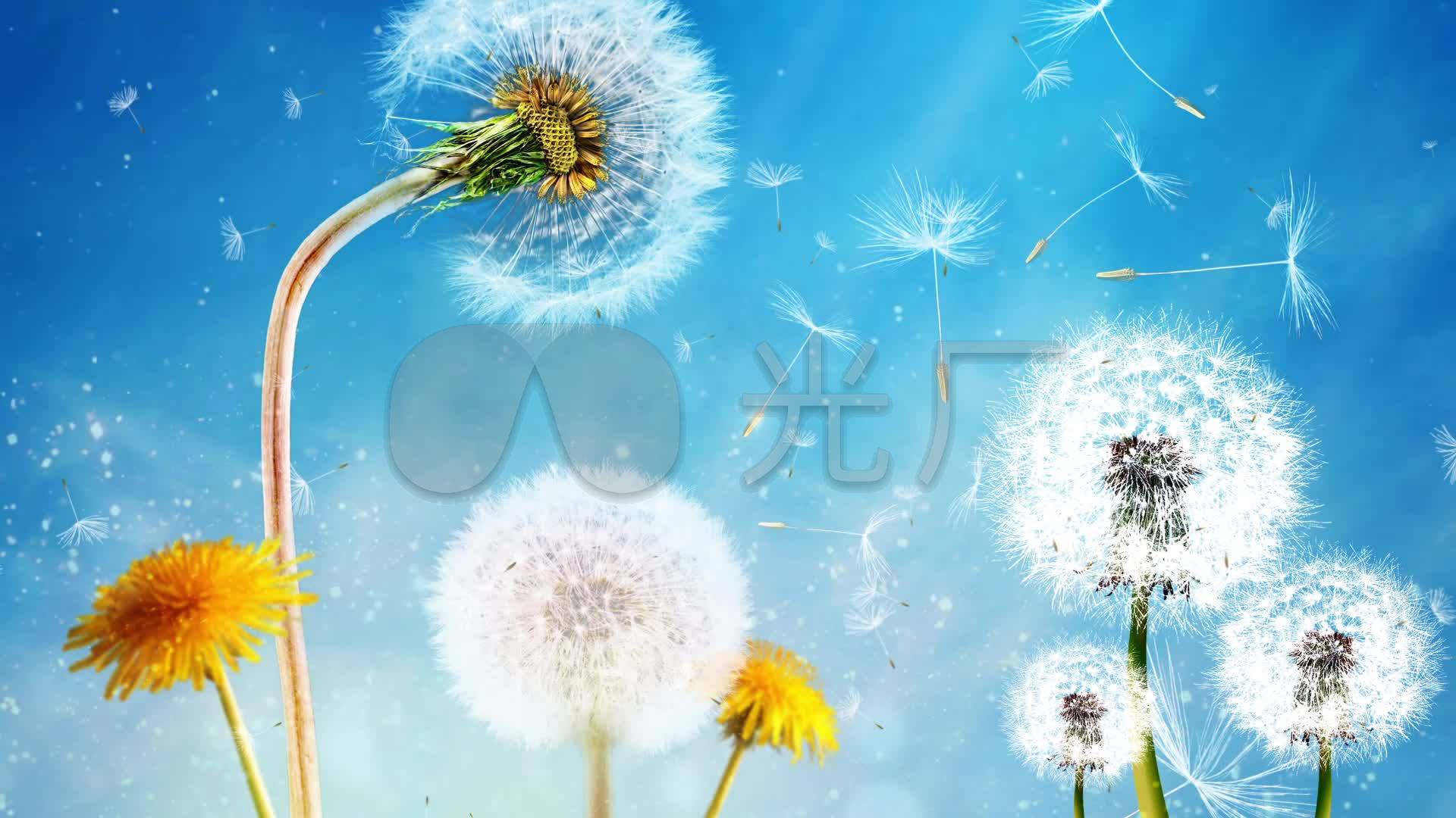 周杰伦蒲公英的约定配乐背景