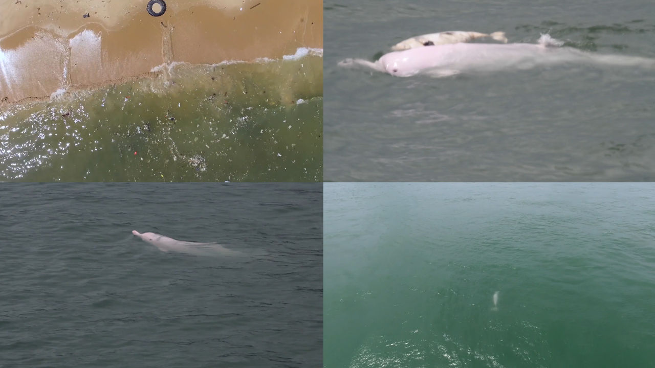 海洋污染下的白海豚1920高清