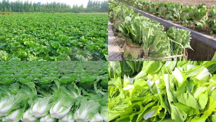 农场大白菜大棚