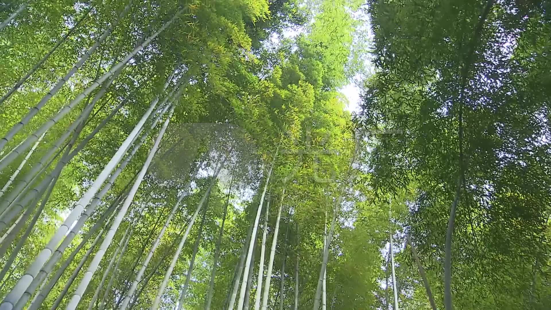 竹林竹海竹屋素材