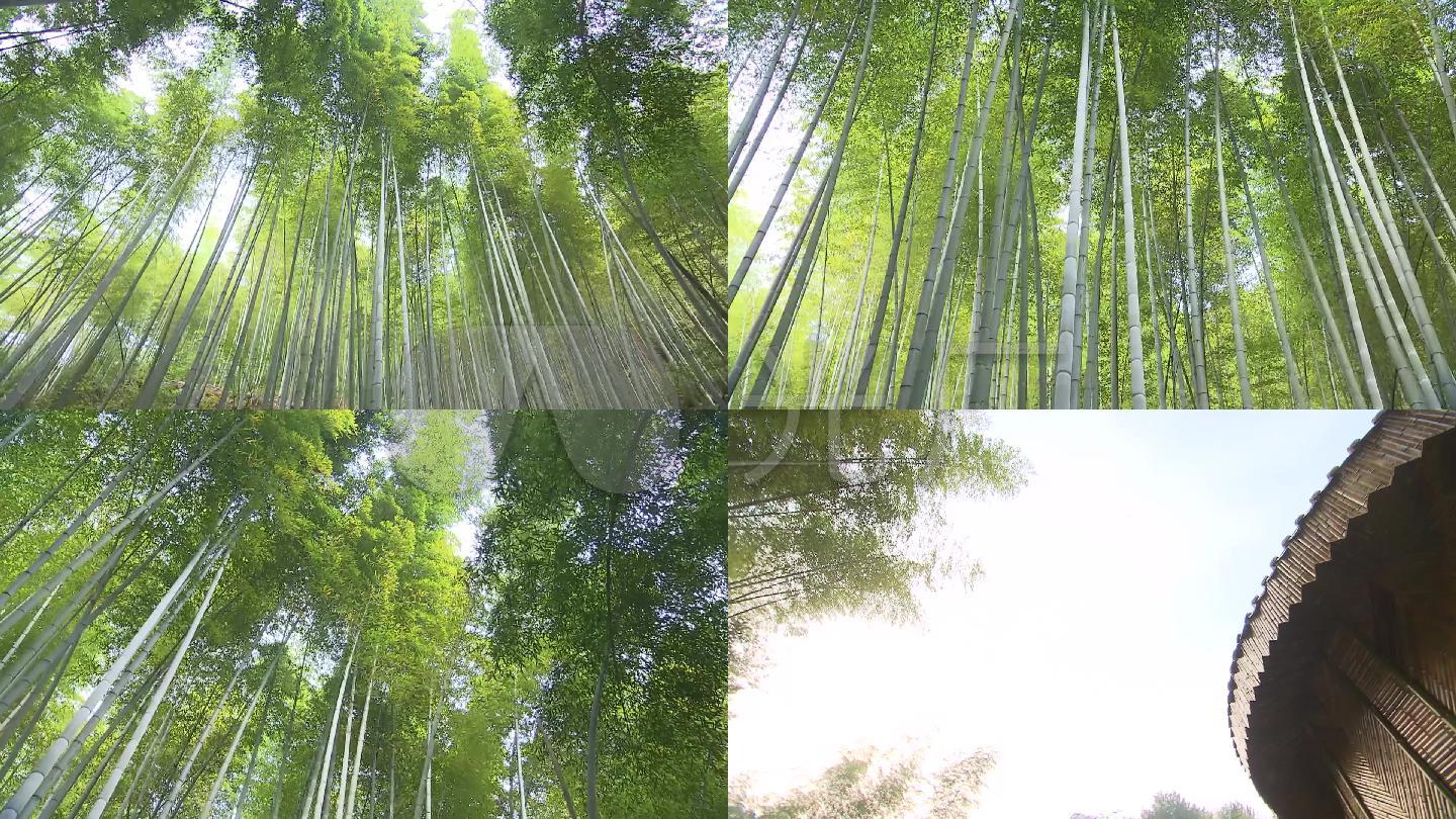 竹林竹海竹屋素材