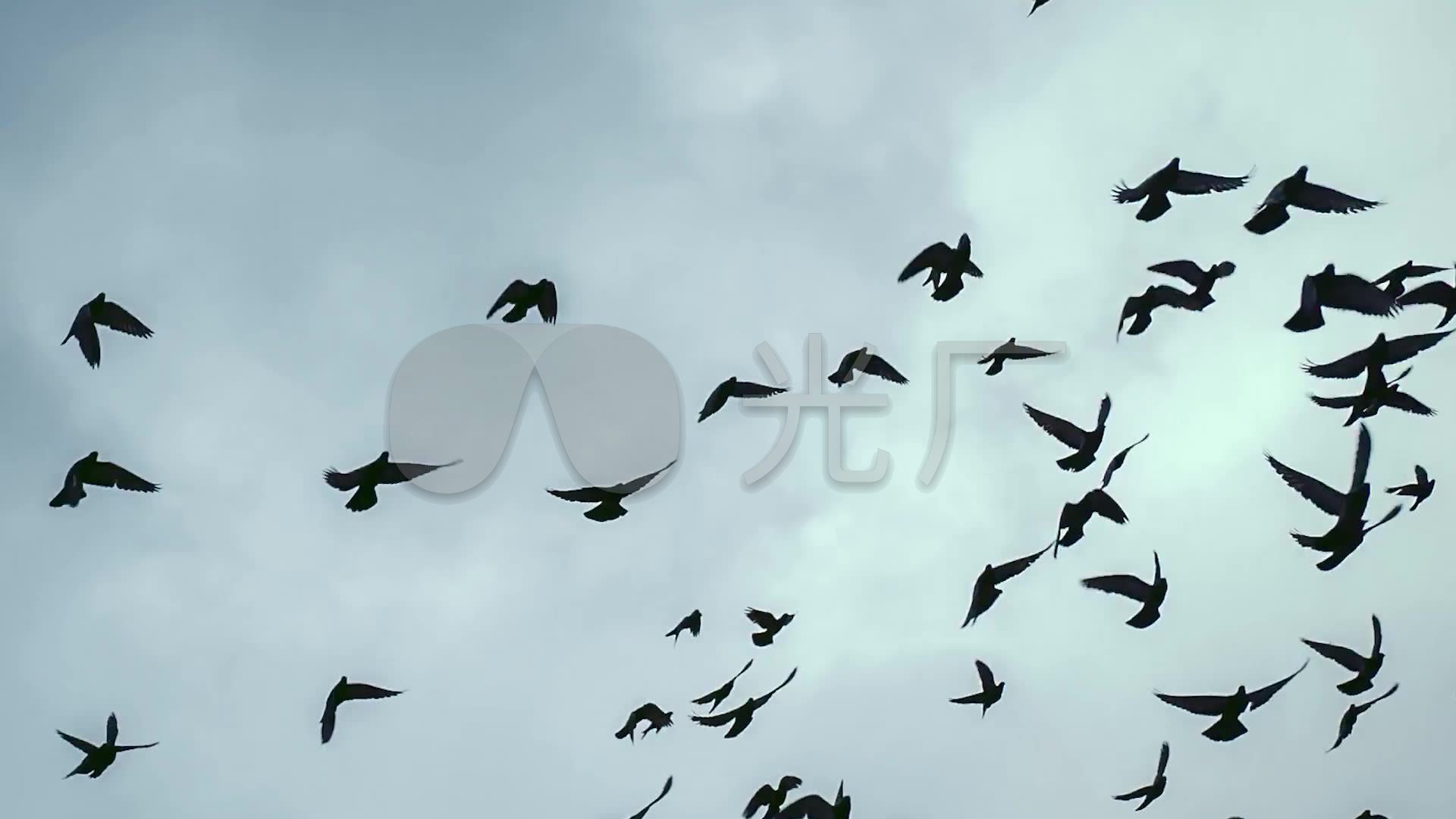 视频素材 实拍视频 自然风景 鸟飞过天空大自然大气空镜头  来自视频