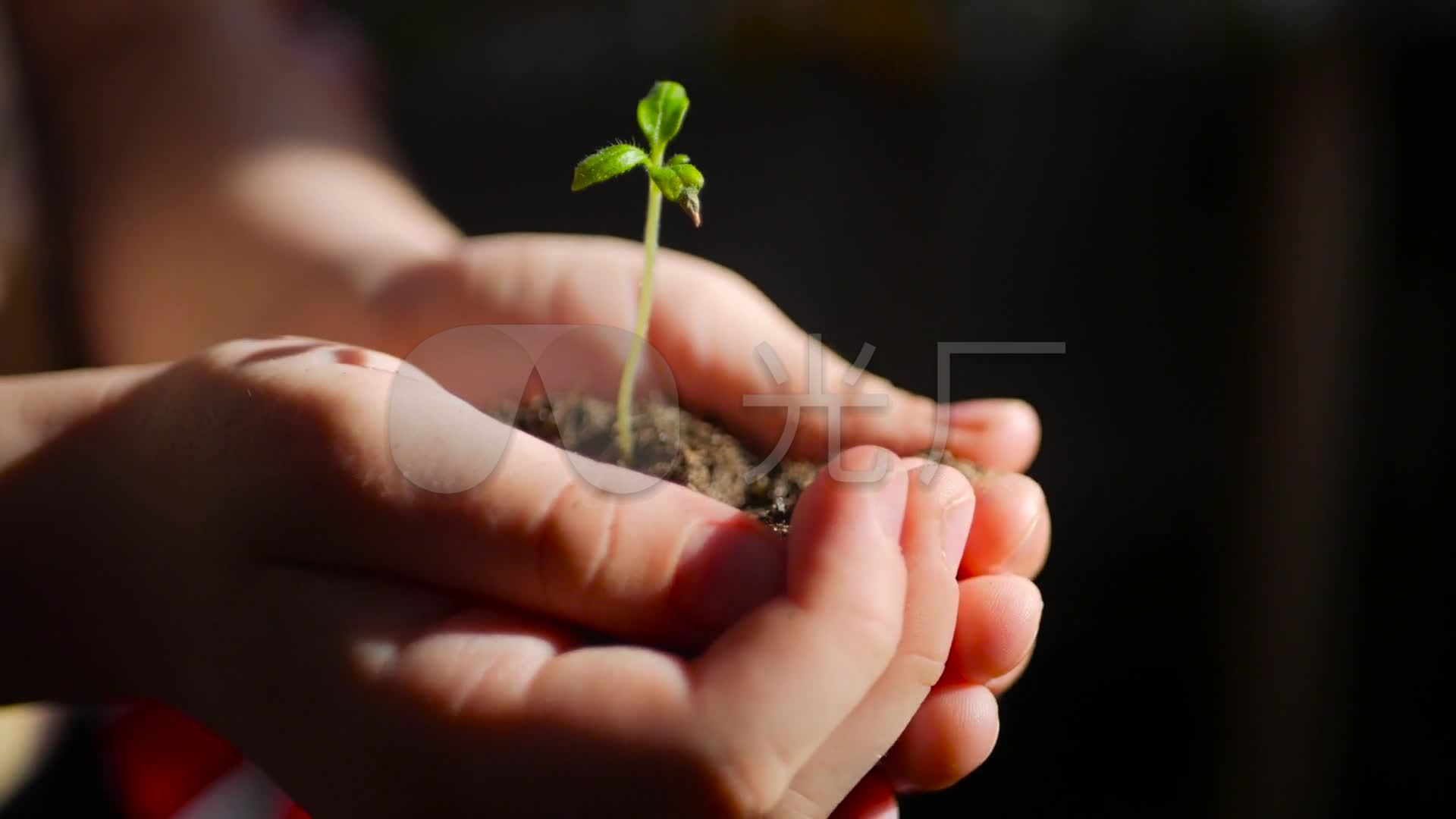 手捧植物小花幼苗培育栽培_1920x1080_高清视频素材