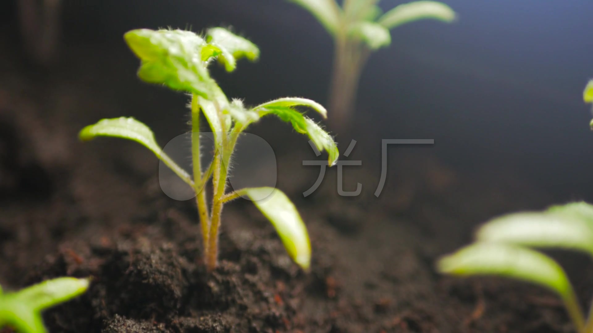 幼苗培育种子栽培生命植物