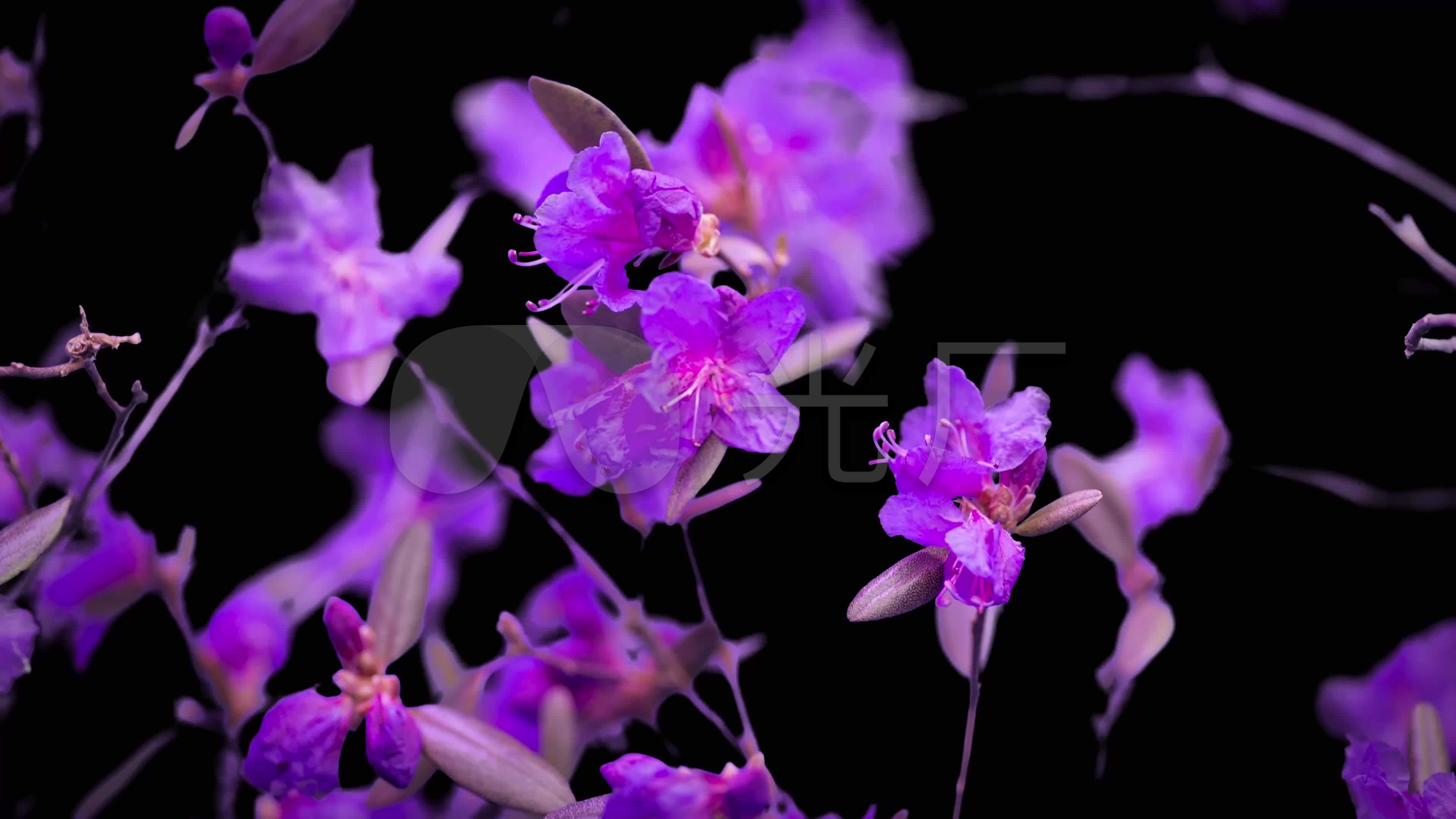 花枝开花花开素材_3840x2160_高清视频素材下载(编号