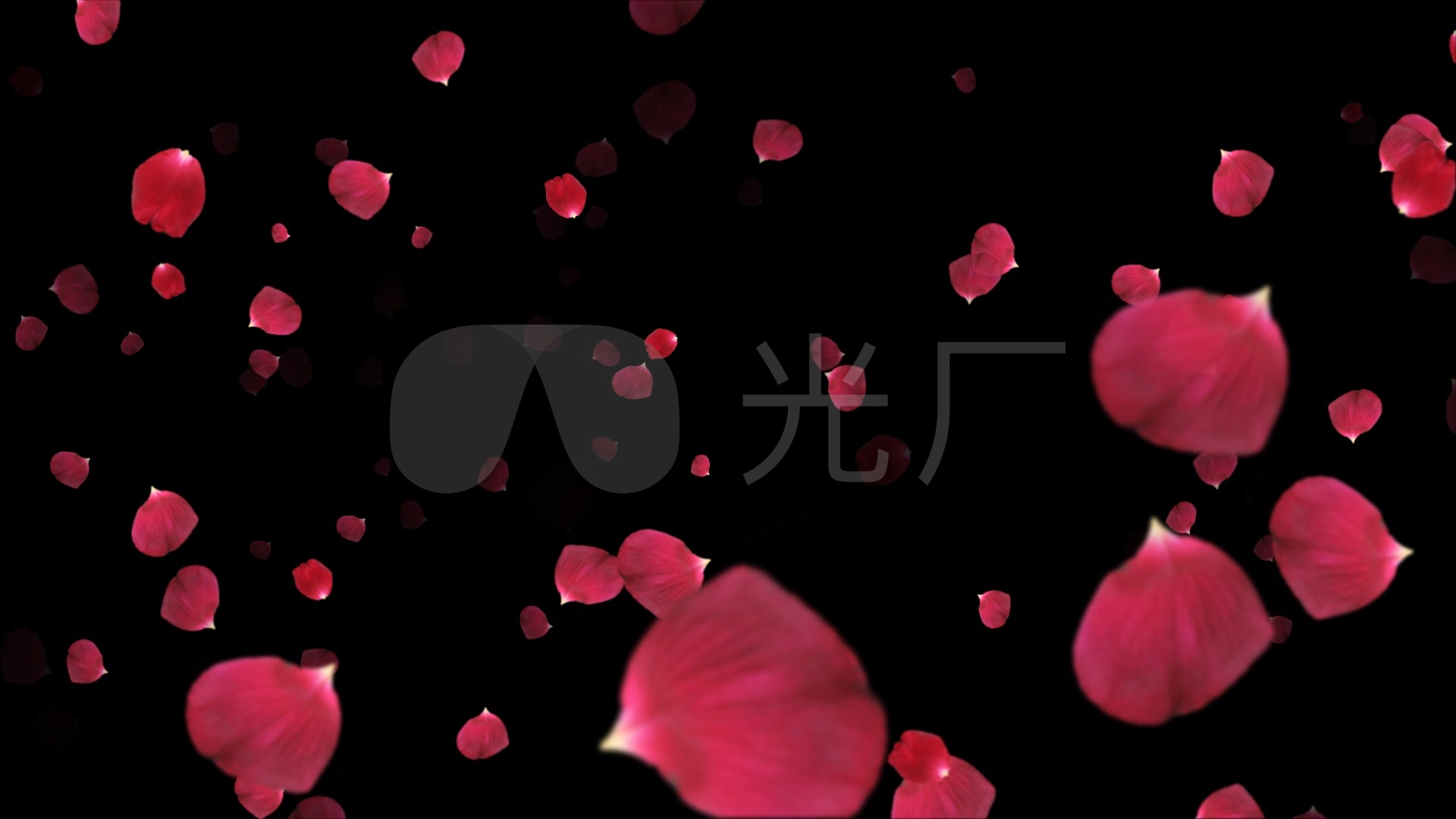 大气玫瑰花瓣冲向屏幕带通道花瓣雨花瓣飞舞_1920x