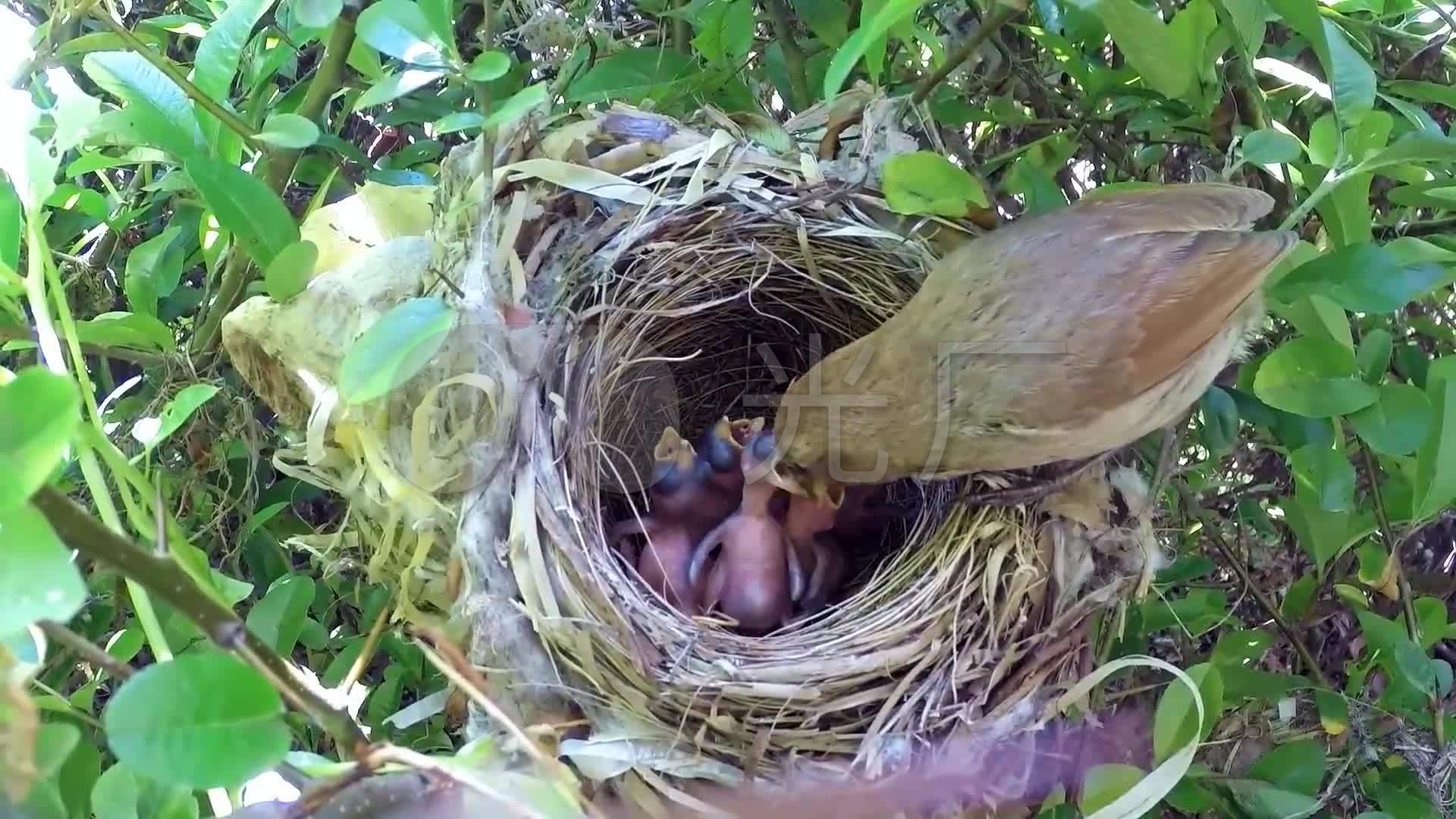 伟大母爱之麻雀哺育雏鸟视频素材