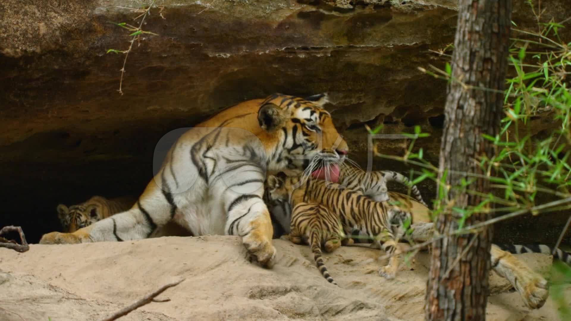 老虎哺乳喂养_1920x1080_高清视频素材下载(编号:3117451)_实拍视频