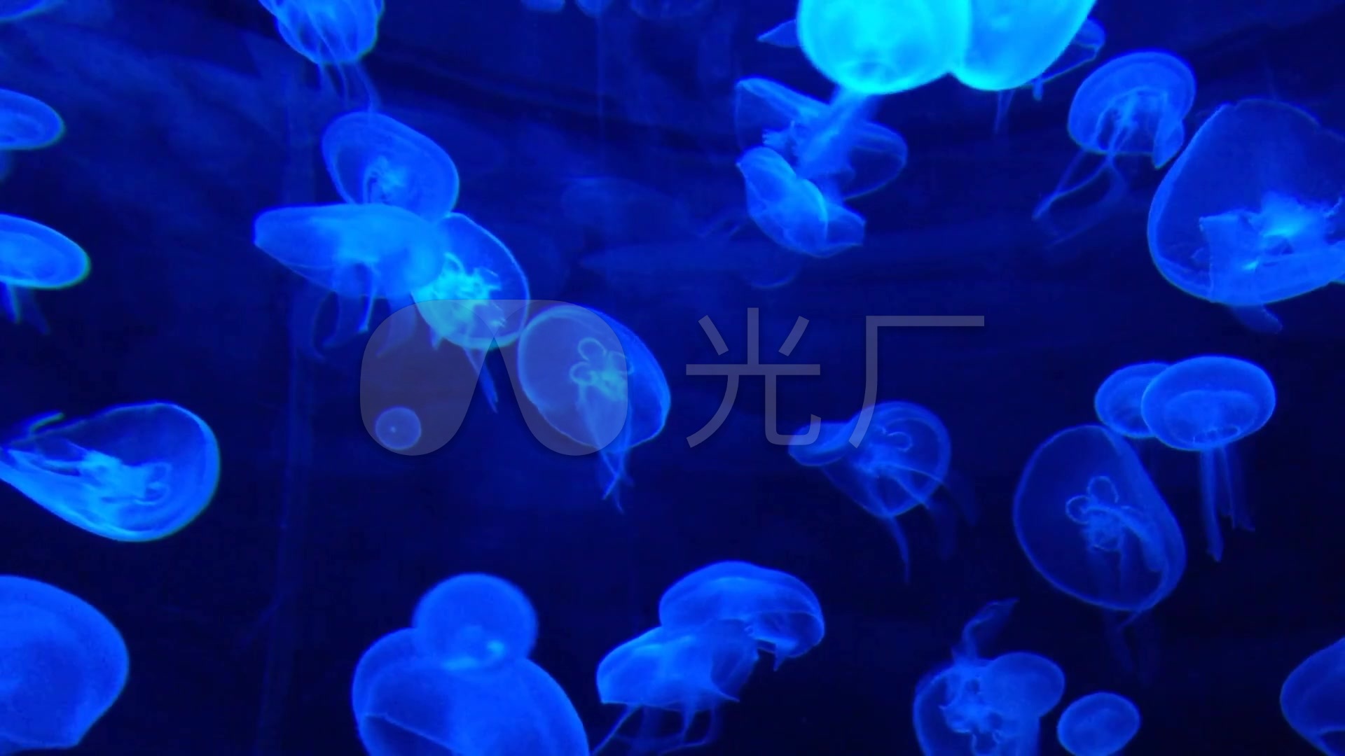 蓝色水母海洋生物海洋生物【超清】_1920x1080_高清视频素材下载(编号
