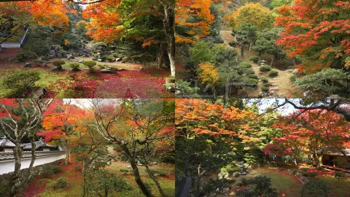 日本寺庙红树林红叶