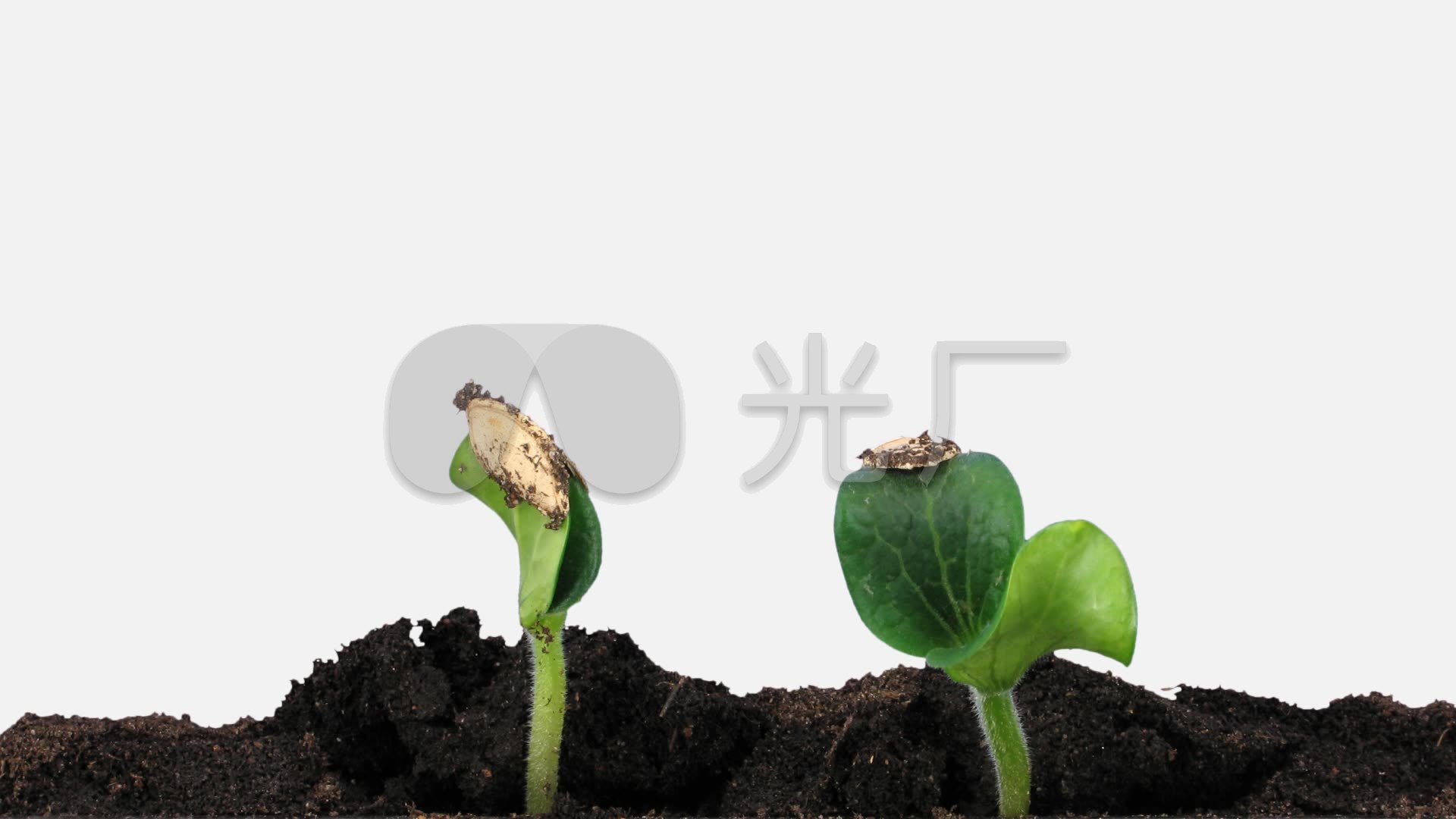 种子发芽破土而出土壤发芽