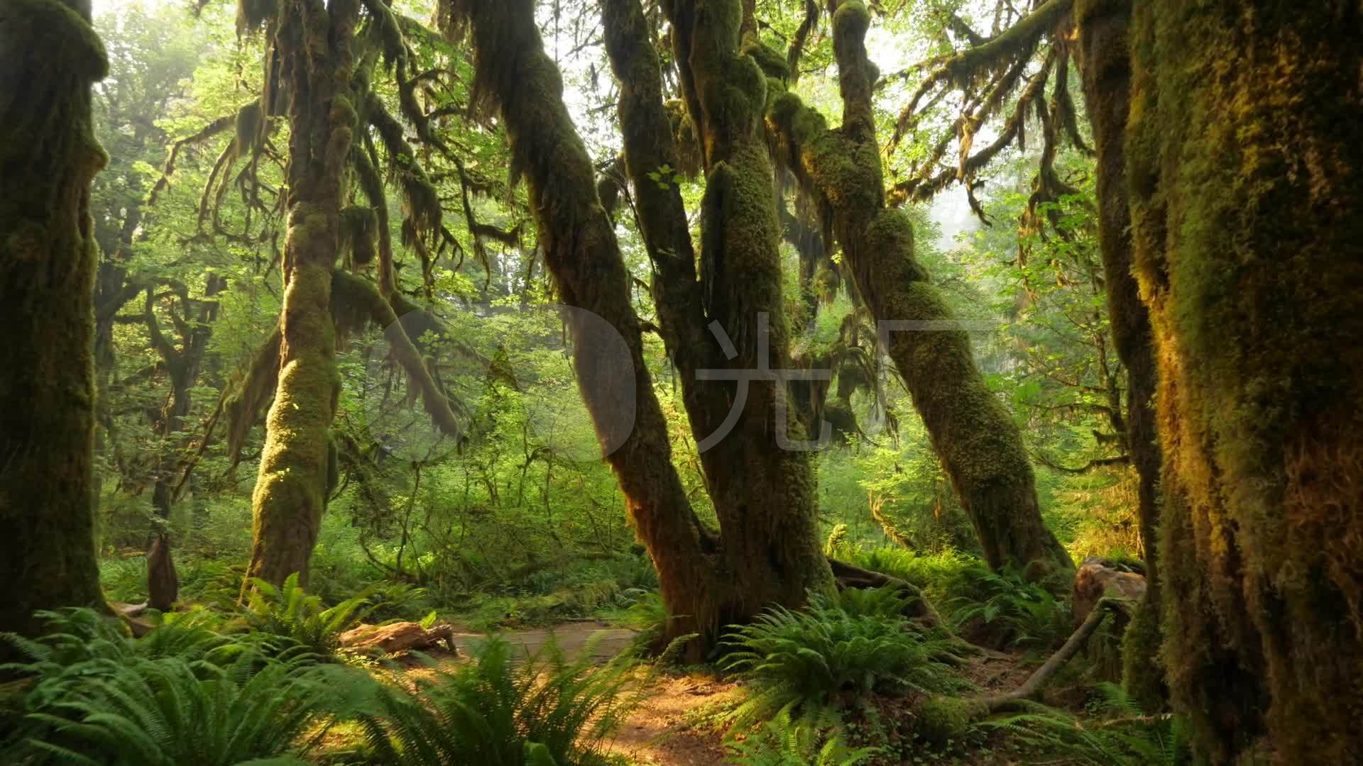 原始森林热带雨林森林树木绿色2_1920x1080_高清视频