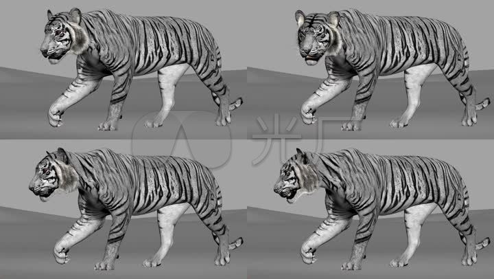 老虎走路3d模型动画东北虎华南虎动物世界大自然老虎生命力量猎杀人与